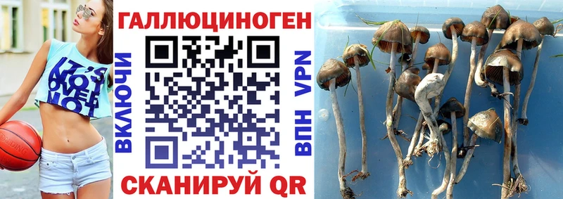 Псилоцибиновые грибы прущие грибы  Карабулак 